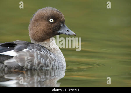 Gemeinsamen Goldeneye (Bucephala Clangula) erwachsenes Weibchen, auf dem Wasser, Lancashire, England, Oktober Stockfoto