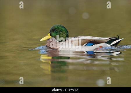 Mallard Ente (Anas Platyrhynchos) Männchen, Schwimmen, Lancashire, England, Oktober Stockfoto