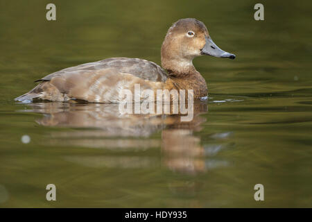 Gemeinsamen Tafelenten (Aythya 40-jähriger) erwachsenes Weibchen, auf dem Wasser, Lancashire, England, Oktober Stockfoto