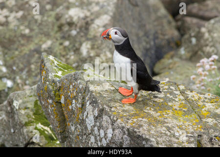 Papageitaucher (Fratercula Arctica) Erwachsenen, Stand auf den Felsen, mit Fischen in Rechnung, Flatey Insel Brei'afj 'R' Armbanduhr, Island, Juli Stockfoto