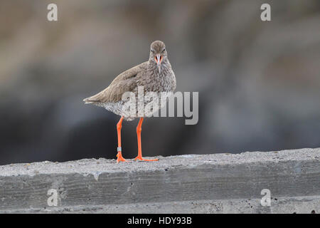 Gemeinsamen Rotschenkel (Tringa Totanus) Erwachsenen, mit Ring am Bein, Aufruf, Stand auf der Hafenmauer, Flatey Insel, Island, Juli Stockfoto