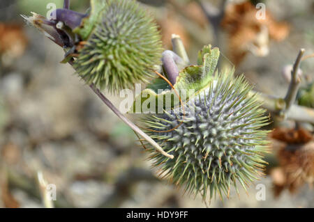 Kapsel Stramonium Samen Stockfoto