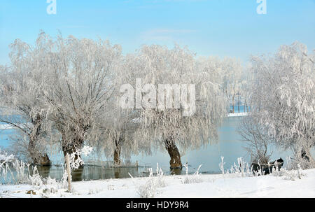 Frostigen Winterbäume auf der Donau Stockfoto