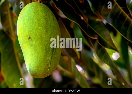 Grünen Mangos auf Baum Stockfoto