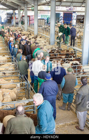 Vieh Verkäufe und Auktionen. Landwirte und auktionatoren an der Schafe Auktion bei Melton Mowbray Markt, Leicestershire, England, Großbritannien Stockfoto