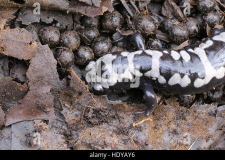 Marmorierte Salamander [Ambystoma opacum], ihr Nest und Eier bewachen. Dauphin County, Pennsylvania, USA Stockfoto