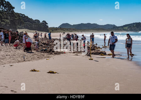 Hot Water Beach auf Mercury Bay der Coromandel-Halbinsel, Nordinsel, Neuseeland Stockfoto