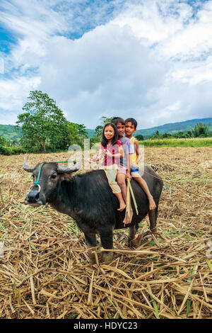 Philippinische Kinder reiten auf der Rückseite ihrer Carabao, Wasserbüffel, in Ma'ao, Insel Negros Occidental, Philippinen. Stockfoto