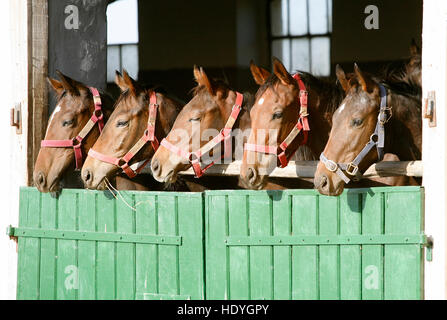 Gruppe von schönen Vollblut Fohlen mit Blick auf die Stalltür Stockfoto