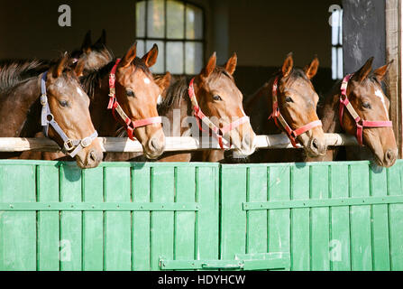 Gruppe von schönen Vollblut Fohlen mit Blick auf die Stalltür Stockfoto