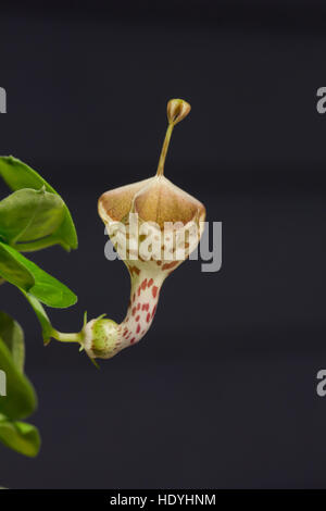 Afrikanische Laterne Blume Stockfoto