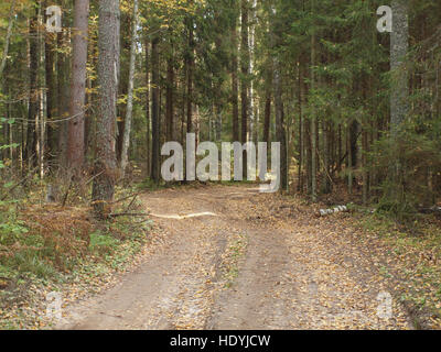 Waldweg mit gelbem Laub im herbstlichen Wald alte übersät. Stockfoto