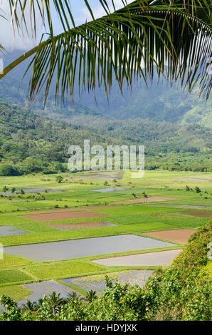 Taro-Felder in Hanalei National Wildlife Refuge, Hanalei Valley, Kauai, Hawaii. Stockfoto