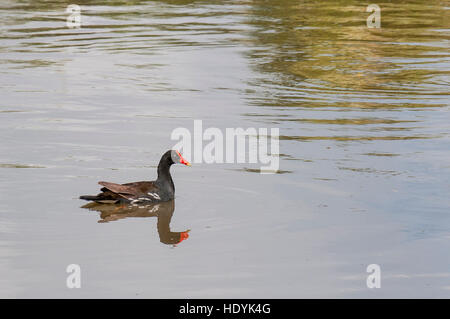 Hawaiian Gallinule oder Teichhuhn (Gallinula Galeata Sandvicensis) in Hanalei National Wildlife Refuge, Hanalei Valley, Kauai, Hawaii. Stockfoto