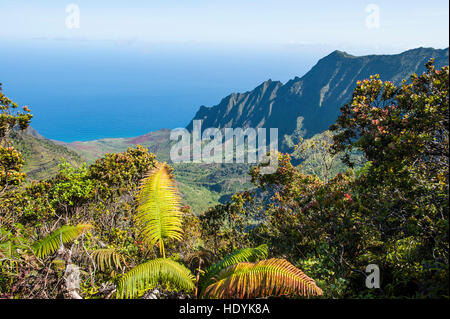 Farn am Aussichtspunkt der Kalalau Valley, Napali Coast State Park Kauai, Hawaii. Stockfoto