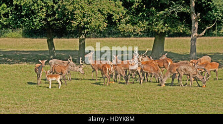 Red Deer, Cerevus Elaphus, Surrey, England, Stockfoto