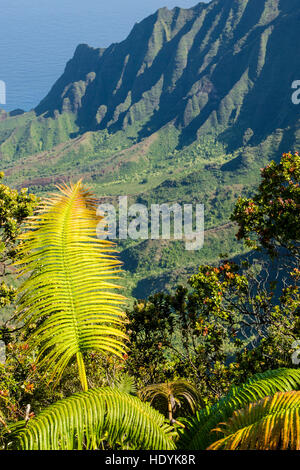 Farn am Aussichtspunkt der Kalalau Valley, Napali Coast State Park Kauai, Hawaii. Stockfoto