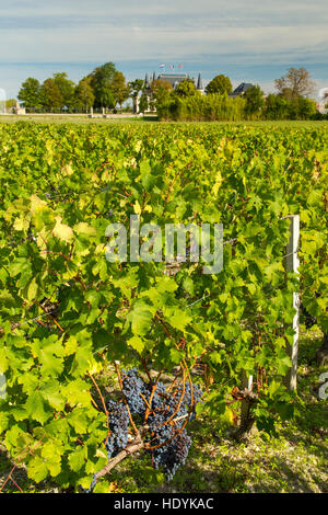 Reihen von roten Malbec-Trauben in Bordeaux Chateau Weinberg bereit für die Kommissionierung in den vendange Stockfoto