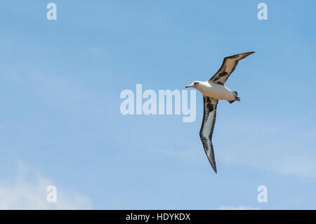 Laysan Albatros (Phoebastria Immutabilis) Kilauea Point National Wildlife Refuge, Kauai, Hawaii. Stockfoto