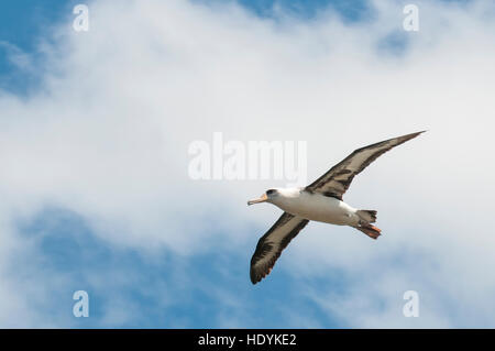 Laysan Albatros (Phoebastria Immutabilis) Kilauea Point National Wildlife Refuge, Kauai, Hawaii. Stockfoto