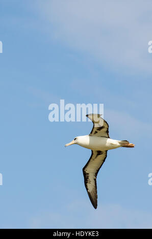 Laysan Albatros (Phoebastria Immutabilis) Kilauea Point National Wildlife Refuge, Kauai, Hawaii. Stockfoto