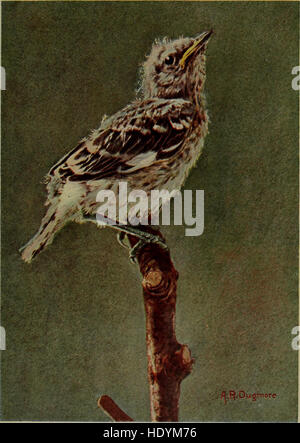 Bob; die Geschichte von unserem Spott-Vogel (1899) Stockfoto