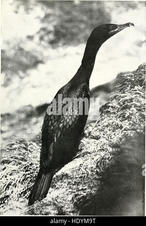 Die Vögel von Washington - eine vollständige, wissenschaftliche und populäre Darstellung der den 372 Vogelarten gefunden im Staat (1909) Stockfoto