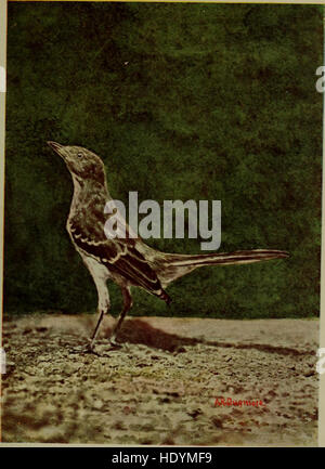 Bob; die Geschichte von unserem spöttischen Vogel (1902) Stockfoto