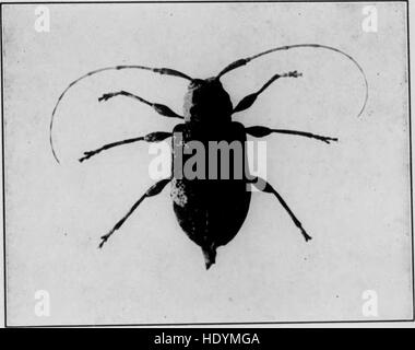 Bulletin (Pennsylvania Abteilung der Forstwirtschaft), Nr. 12-13 (1901) Stockfoto