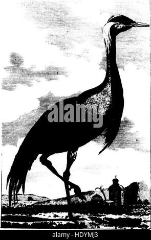 Diese Arbeit, die von Graf de Buffon aus dem Französischen übersetzt wurde, präsentiert eine umfassende Studie über Vögel, einschließlich ihrer Anatomie, ihres Verhaltens und ihrer Klassifizierung. Es ist ein bahnbrechender Text in der Ornithologie, der die verschiedenen Vogelarten und ihre Lebensräume detailliert beschreibt und wertvolle Einblicke in die natürliche Welt der Zeit bietet. Stockfoto