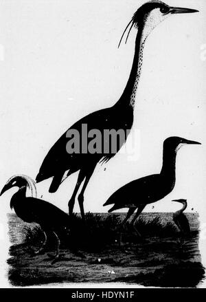 American Ornithology (1880) von Alexander Wilson bietet detaillierte Beschreibungen nordamerikanischer Vogelarten. Diese Mikroform-Ausgabe enthält die Originalillustrationen und Texte und dient als historische Aufzeichnung der amerikanischen Vögel im späten 19. Jahrhundert. Stockfoto