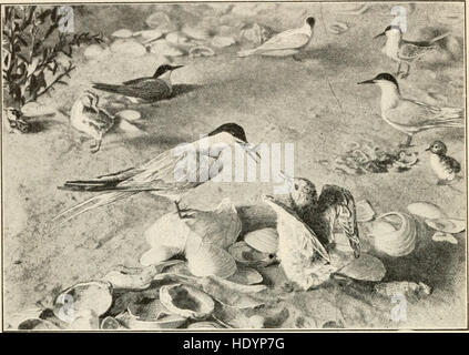 Elemente der Biologie; eine praktische Lehrbuch korrelierenden Botanik, Zoologie und Physiologie des Menschen ((c1907)) Stockfoto