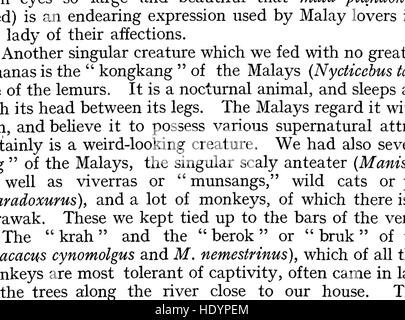 Wanderungen in den großen Wäldern von Borneo; Reisen und Forschungen von einem Naturforscher in Sarawak (1904) Stockfoto