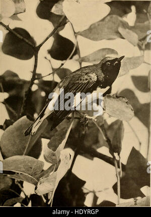 Vogel-Studien; Rechenschaft über die Landvögel des östlichen Nordamerika (1898) Stockfoto