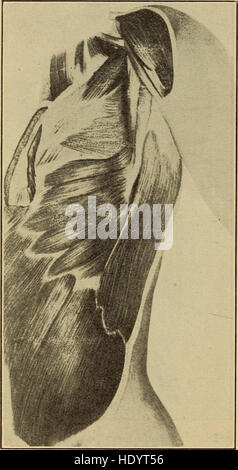 Ein Lehrbuch aus dem Jahr 1919, das eine Einführung in die Physiologie des Menschen mit Schwerpunkt auf Hygiene- und Sanitärpraktiken bietet. Er umfasst grundlegende Gesundheitskonzepte und ihre Rolle für das öffentliche Wohlergehen. Stockfoto