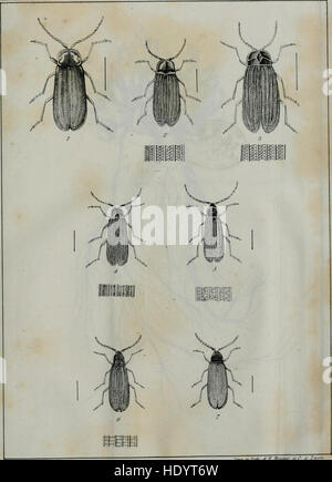 Annales des Sciences Physiques et Naturelles Agriculture et d ' Industrie; Publiee Par la Societe Royale Agriculture, etc. (1838-1838) Stockfoto