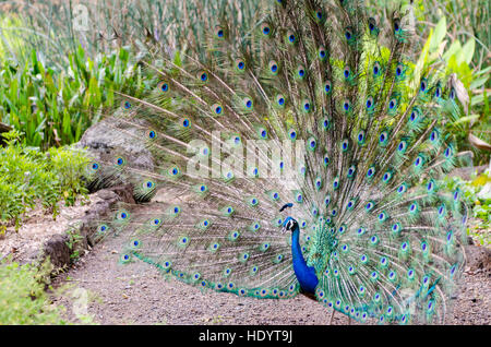 Indische Pfau (Pavo Cristatus), Waimea Valley Audubon Park, North Shore, Oahu, Hawaii. Stockfoto