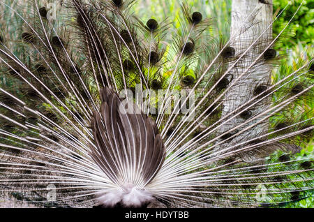 Indische Pfau (Pavo Cristatus), Waimea Valley Audubon Park, North Shore, Oahu, Hawaii. Stockfoto