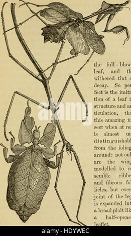 Skizzen von der Naturgeschichte der Ceylon - mit Erzählungen und Anekdoten die Gewohnheiten und Instinkte der Säugetiere, Vögel, Reptilien, Fische, Insekten & c. - darunter eine Monographie von der Veranschaulichung der Stockfoto