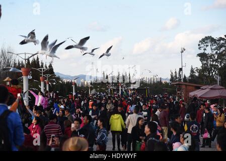 Kunming, Kunming, China. 15. Dezember 2016. Kunming, CHINA-Dezember 3 2016: (nur zur redaktionellen Verwendung. CHINA HERAUS). Anzeigen von Möwen in Kunming, Hauptstadt der Provinz Süd-China Yunnan, 3. Dezember 2016 Bürgerinnen und Bürger. © SIPA Asien/ZUMA Draht/Alamy Live-Nachrichten Stockfoto
