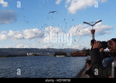 Kunming, Kunming, China. 15. Dezember 2016. Kunming, CHINA-Dezember 3 2016: (nur zur redaktionellen Verwendung. CHINA HERAUS). Anzeigen von Möwen in Kunming, Hauptstadt der Provinz Süd-China Yunnan, 3. Dezember 2016 Bürgerinnen und Bürger. © SIPA Asien/ZUMA Draht/Alamy Live-Nachrichten Stockfoto