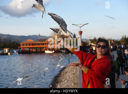 Kunming, Kunming, China. 15. Dezember 2016. Kunming, CHINA-Dezember 3 2016: (nur zur redaktionellen Verwendung. CHINA HERAUS). Anzeigen von Möwen in Kunming, Hauptstadt der Provinz Süd-China Yunnan, 3. Dezember 2016 Bürgerinnen und Bürger. © SIPA Asien/ZUMA Draht/Alamy Live-Nachrichten Stockfoto