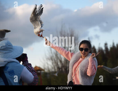 Kunming, Kunming, China. 15. Dezember 2016. Kunming, CHINA-Dezember 3 2016: (nur zur redaktionellen Verwendung. CHINA HERAUS). Anzeigen von Möwen in Kunming, Hauptstadt der Provinz Süd-China Yunnan, 3. Dezember 2016 Bürgerinnen und Bürger. © SIPA Asien/ZUMA Draht/Alamy Live-Nachrichten Stockfoto