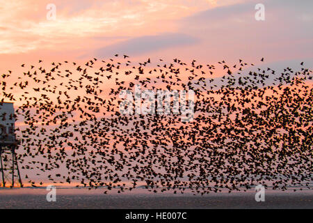 Vögel im Flug, Fliegen in den Wolken auf Schwärme von Staren in Blackpool, Lancashire, UK. Starling murmuration bei Sonnenuntergang. Eine der großen birding Brillen der Winter ist die Stare "Vormontage Roost. Vor dem Sesshaftwerden für die Nacht, Herden dieser geselligen Vögel swoop herum bis es gibt eine enorme, wirbelnde schwarze Masse. Im Winter bis zu einer Million Vögel, Schwarm, swoop, Schieben, Schwenken und Drehen, Verschieben, wie man während der erstaunliche Luftakrobatik. Dieses Ballett in der Dämmerung ist eine pre-roosting Phänomen bekannt als starling murmuration. Stockfoto