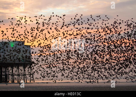 Starling Murmuration, Blackpool, Lancs. 15. Dezember 2016. Tausende von Staren durchführen ihre akrobatische Flugkünste vor dem Schlafplatz für die Nacht unter Blackpools Nordpier. Mit sinkender Temperatur über Skandinavien, wächst die Anzahl der wandernden Vögel jeden Tag. Zusammengefasst bietet Sicherheit in Zahlen – Raubtiere wie Wanderfalken finden es schwer, ein Vogel in der Mitte einen hypnotisierenden strömen Tausende ansprechen. Es wird vermutet, dass sie auch nachts warm zu halten und zum Austausch von Informationen, wie z. B. gute Futterplätze zu sammeln.  © MediaWorld Bilder/Alamy Live-Nachrichten Stockfoto