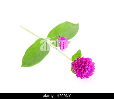 Globe Amaranth Schönheit Blume isoliert auf weiss Stockfoto