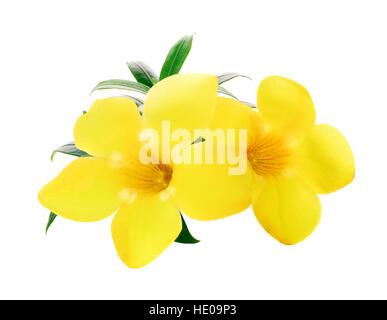 Goldene Trompete, Allamanda, Blume, isoliert auf weiss Stockfoto