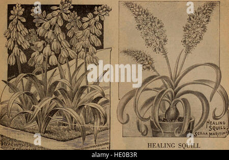 Childs Frühjahr 1922 - Samen, die Pflanzen zu befriedigen, die Lampen gefallen, die Beeren zu blühen, die tragen (1922) Stockfoto