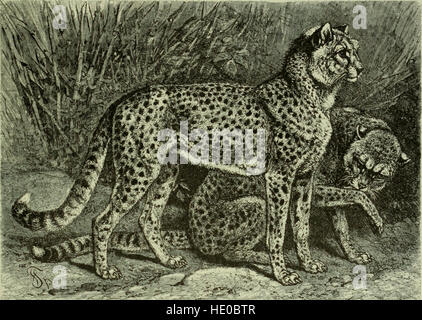 Brehms „Leben der Tiere“ aus dem Jahr 1896 bietet eine umfassende und zugängliche Naturgeschichte der Säugetiere, die für den pädagogischen Einsatz in Heimen und Schulen konzipiert wurde und die Arten und ihre Lebensräume hervorhebt. Stockfoto