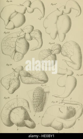 Die Annales des Sciences naturelles ist eine Zeitschrift aus dem 19. Jahrhundert, die sich dem Studium der Naturwissenschaften einschließlich Zoologie, Botanik und Geologie widmet. Stockfoto